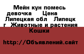 Мейн-кун помесь  девочка   › Цена ­ 100 - Липецкая обл., Липецк г. Животные и растения » Кошки   
